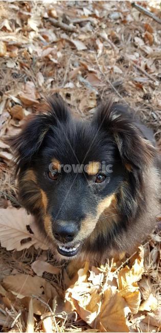 강아지,개,장털,낙엽,눈,동물,animal,포유류,mammal,개,강아지,dog,doggy