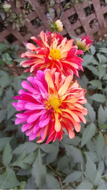 빛깔,아름다운꽃,시골,자연,울타리,꽃,식물,자연,plants,nature,꽃,flower