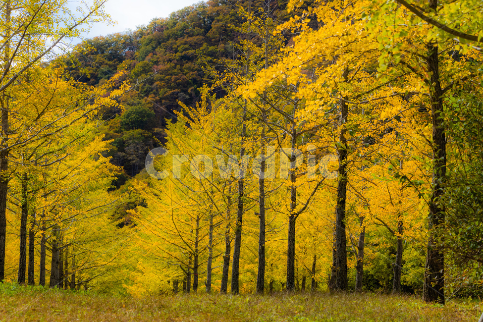 홍천은행나무숲,은행나무숲,은행나무,가을,노란은행나무,가을,계절,fall,autumn,season,tree,나무,plant,식물