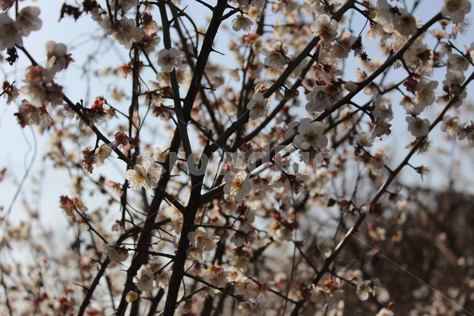 꽃,길가,색감,봄,spring,계절,분위기,flower,매화,벚꽃,겹벚꽃,흰꽃,white,sensitive,feeling