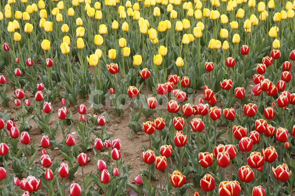 튤립,꽃,봄꽃,축제,식물,봄,계절,spring,season,식물,자연,plants,nature,꽃,flower,plant,blossom,tulip