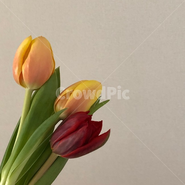 plant,flower,blossom,feeling,sensible,nature,식물,꽃,자연,색감,색깔,색채,시즌,감성사진,힐링,감성,배경,봄,수채화,미술,튤립,봄꽃,art,tulip,근접,꽃,flower