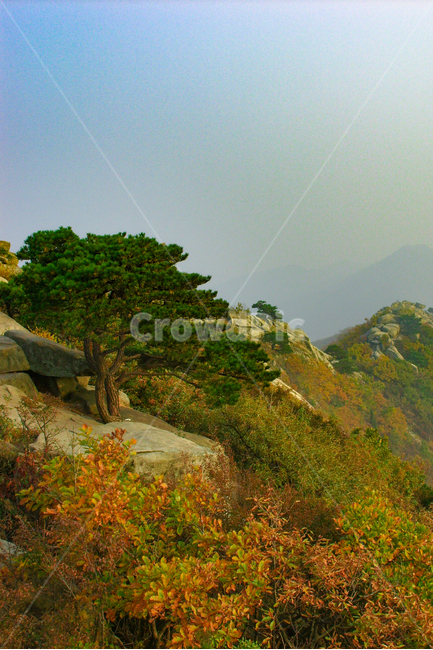nature,자연,outdoors,옥외,소나무,마니산,산,돌산,자연,풍경,nature,landscape