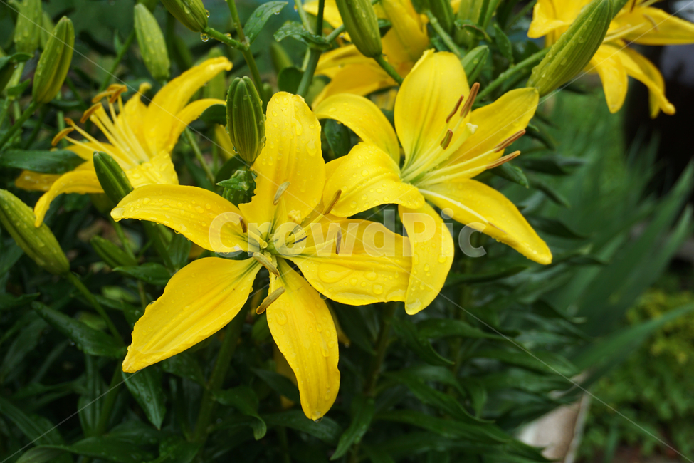 백합,꽃,나리,여름,노랑,자연,lily,flower,yellow,빗방울,rain,raindrop,nature,초록,green,bloom,summer