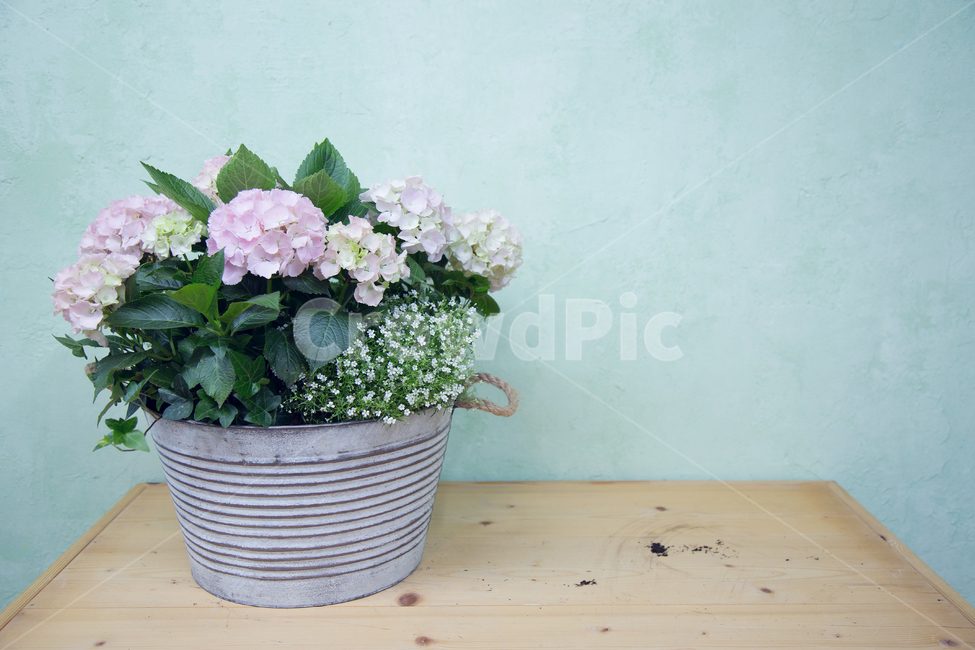 양둥이화분,화분,꽃,수국,양동이,플로리스트,꽃꽂이,실내용화초,화분,화초,house plant