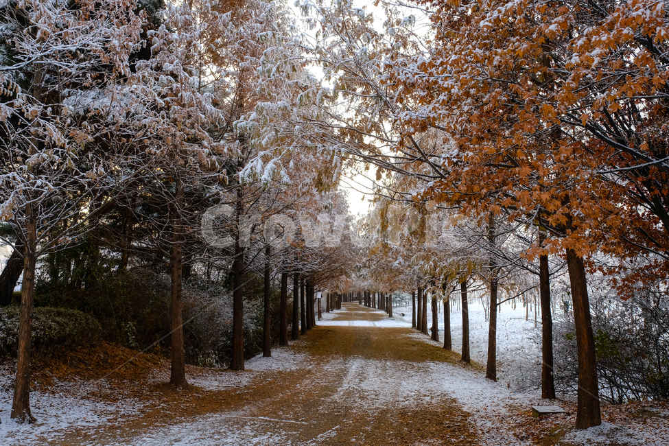 겨울나무,눈길,땅,흙,자연,풍경,겨울,계절,winter,season,자연,풍경,nature,landscape,tree,나무,plant,식물,tree trunk,나무 줄기
