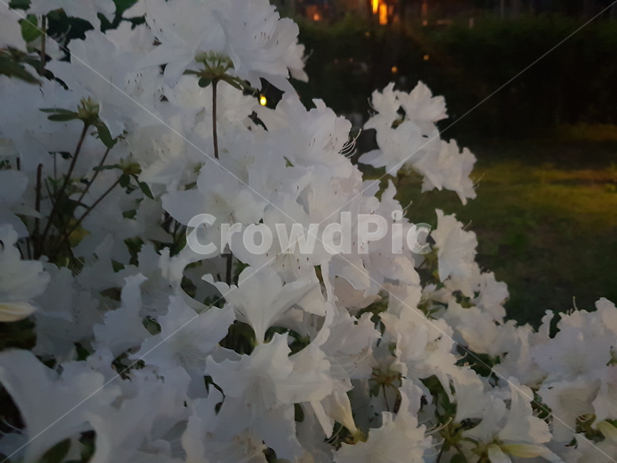 꽃,밤,자연,꽃나무,나무,flower,night,nature,whiteflower