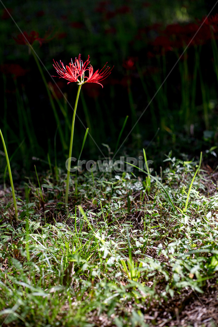불갑사,꽃무릇,상사화,붉은꽃,꽃,식물,자연,plants,nature,꽃,flower