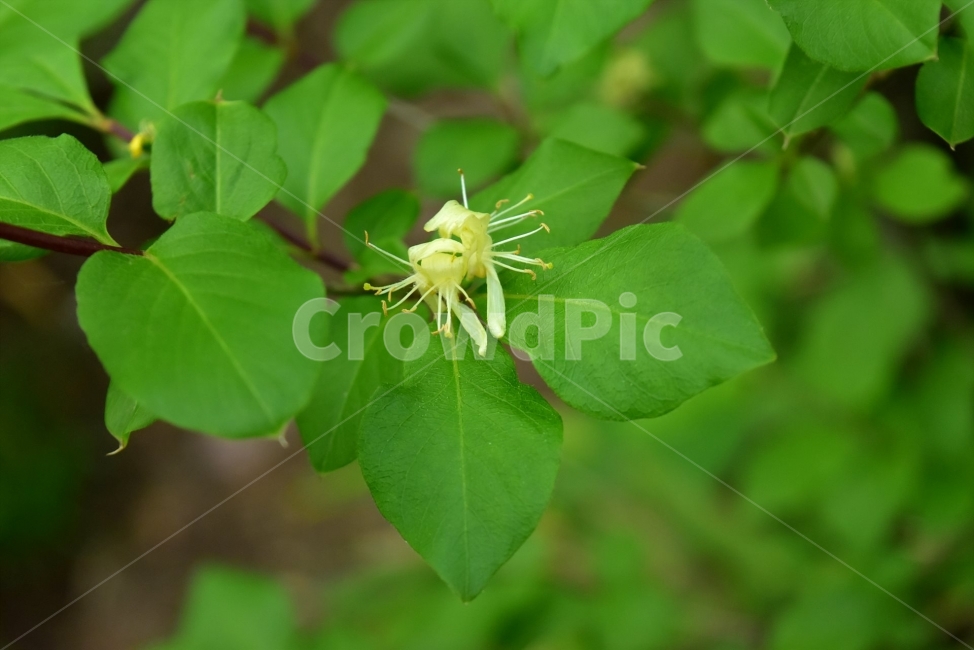 blue fire tree,summer,spring,healing,ecology,plants,season,light yellow,Emotion,mountain flower,Flower,nature,tree,woody,flower,wildflowers,background,plant,wild flowers,wild,summer flowers