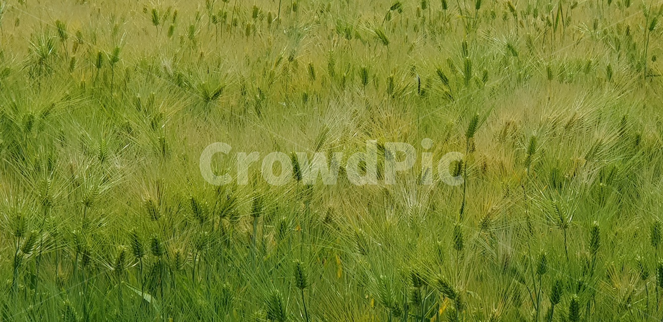 청보리,청보리밭,보리밭,푸른,제주도,서귀포,초록,연두,초록식물,녹색식물