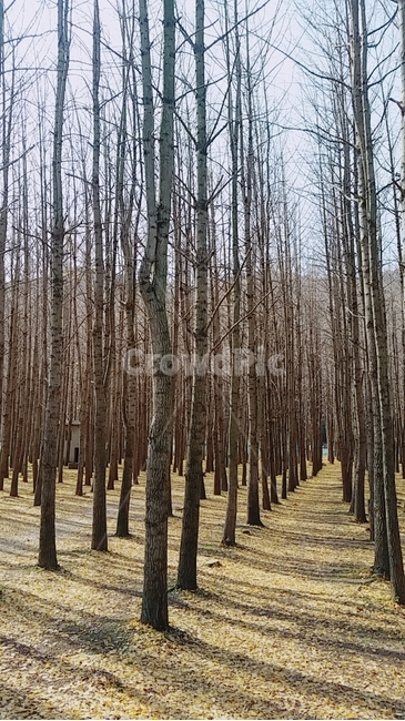 은행나무,나무그림자,은행잎,가을,나뭇가지,도리마울,fall,autumn,tree,treeshadow,ginkgo,meidenhair,meidenhairtree,ginkgoleaf,ginkgoleaves,branch