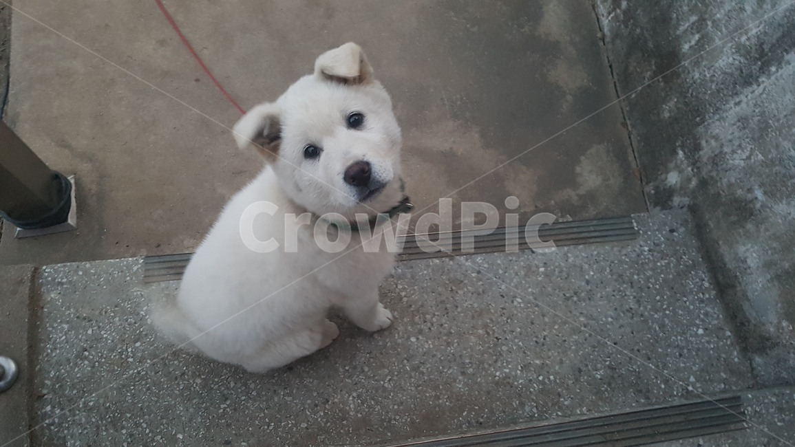 강아지,잡종견,믹스견,흰둥이,반려견,바라봄,계단,동물,animal,포유류,mammal,개,강아지,dog,doggy