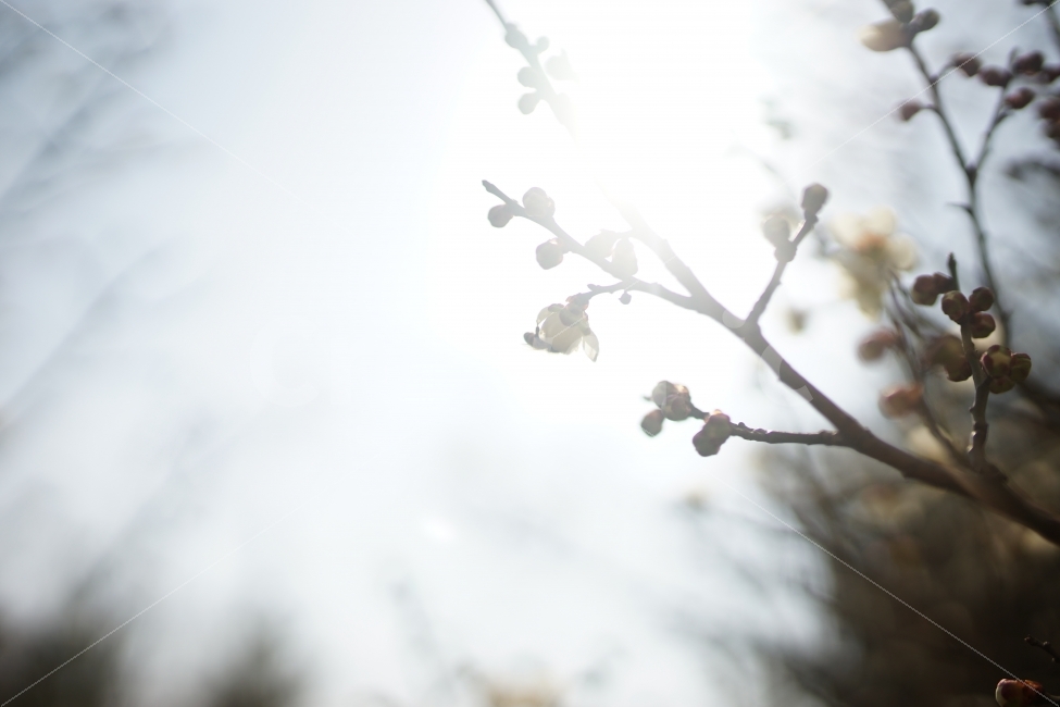 빛,꽃,자연,벚꽃,하늘,풍경,nature,소니,스냅,봄,계절,spring,season,식물,자연,plants,nature,꽃,flower,휴식,힐링,rest,relaxation,healing,plant
