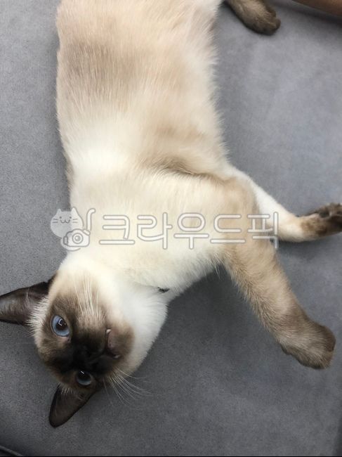 siamese cat,Pets,cat,Siamese,animal,cute,pet