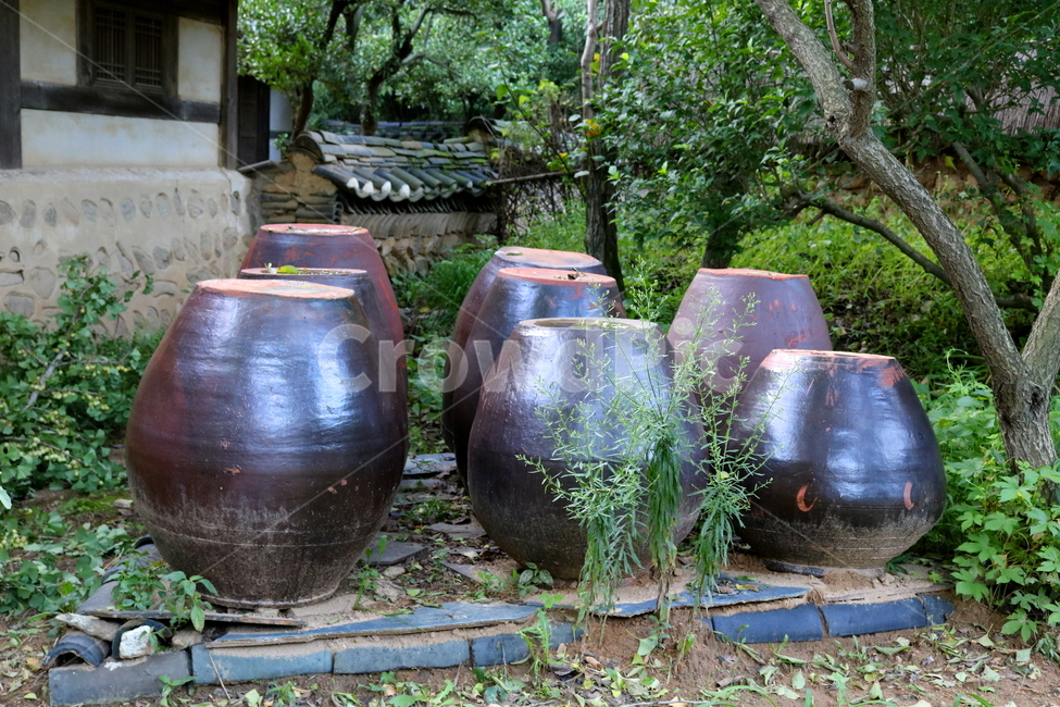 항아리,장독,장독대,옹기,전통,자연,나무,식물,한국전통,한국문화,korean traditional,korean culture
