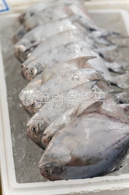 해산물,수산물,국산어종,요리재료,도매시장,병어,생선,fish,물고기