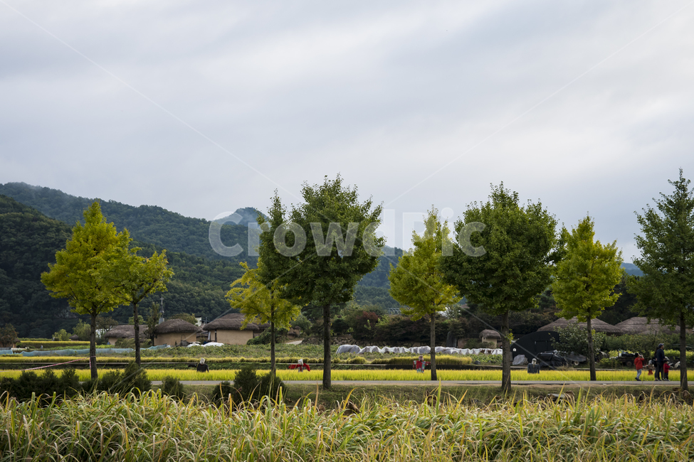 논,나무,산,초록색,노란색,시골,마을,풍경,landscape,country,rural,town