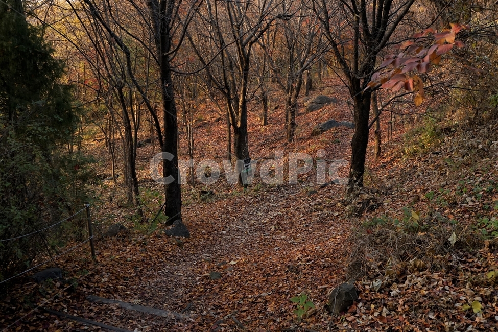 가을,계절,낙엽,단풍,자연,fall,autumn,maple,nature,tree,landscape,가을,계절,fall,autumn,season,자연,풍경,nature,landscape,식물,plants,나무,trees,wood,ground,바닥,plant,tree trunk,나무 줄기