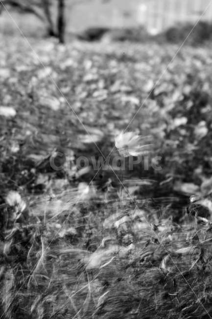 코스모스,가을향기,가을바람,풍경,꽃사진,가을꽃,흑백,가을,계절,fall,autumn,season,식물,자연,plants,nature,꽃,flower,흑백,모노톤,monochrome,black and white
