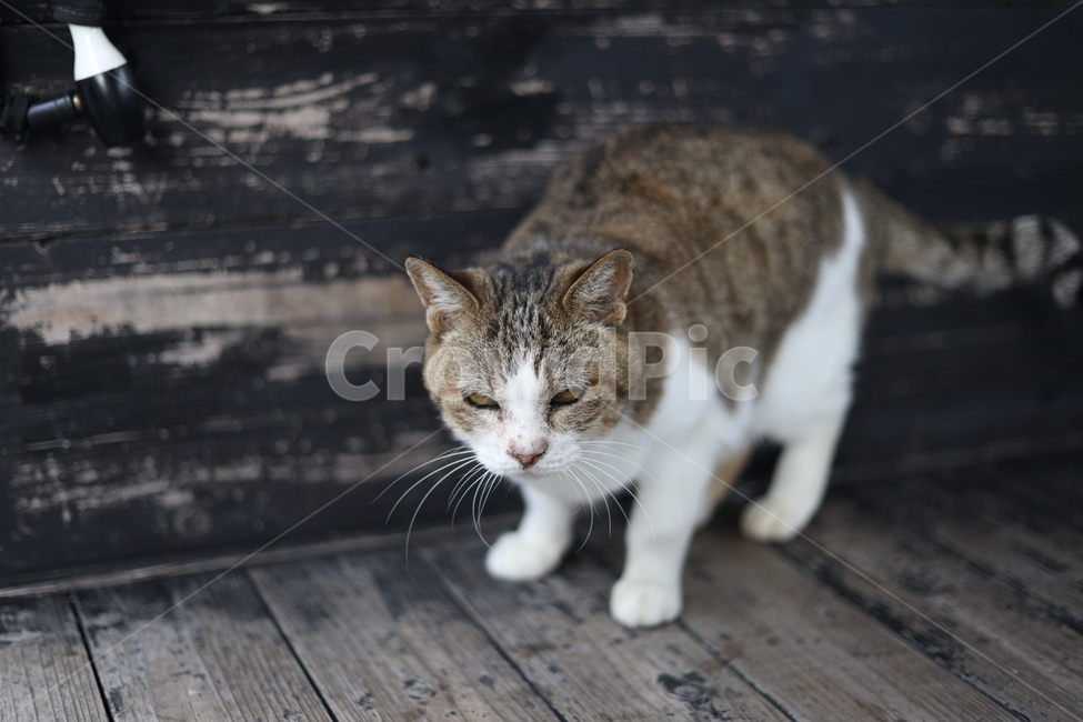 고양이,냥이,귀여움,온순한,나무의자,얌전한,동물,아기고양이,네코,영물,동물,animal,포유류,mammal,고양이,cat,kitten,kitty