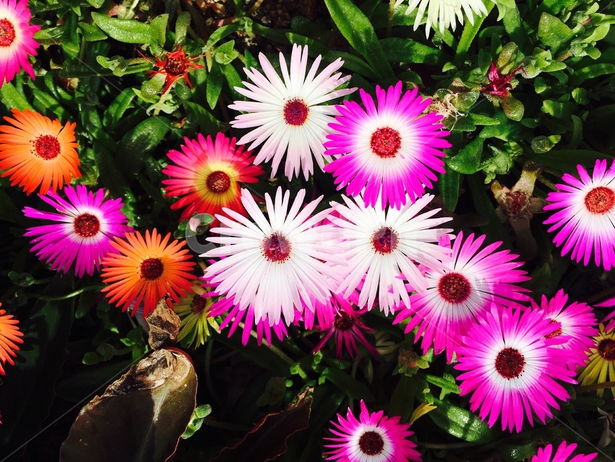 꽃,자연,봄,화려,식물,식물,자연,plants,nature,꽃,flower