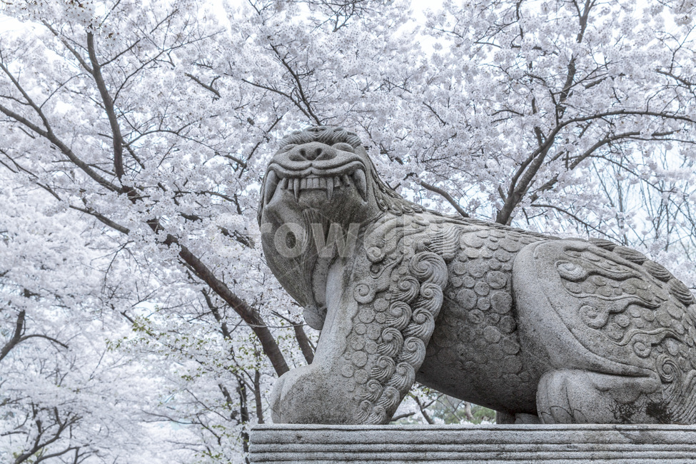 만개,석상,봄,해태상,풍경,벗꽃,조형물,봄,계절,spring,season,한국전통,한국문화,korean traditional,korean culture,조각상,동상,석상,조형물,statue,bronze statue,stone statue,art,미술,sculpture,조각