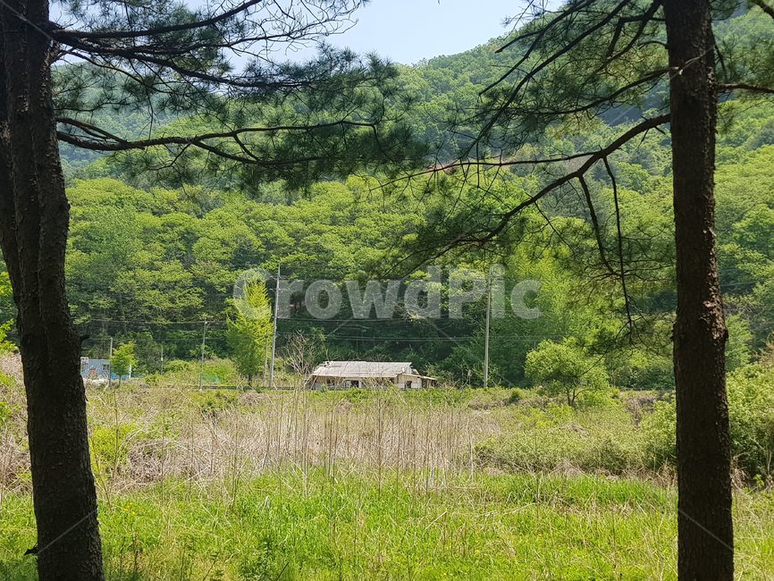 시골,숲,나무,산,자연,식물,강원도,mountain,forest,tree,nature,country,오두막