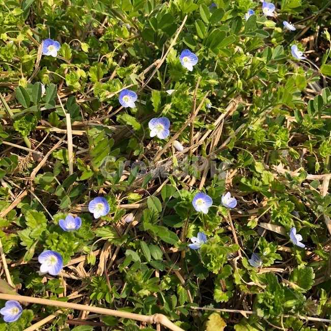 식물,plant,자연,풍경,꽃