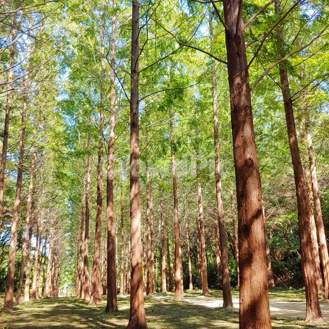 plant,식물,tree,나무,treetrunk,나무줄기
