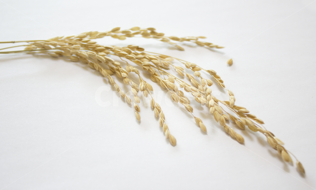 쌀,벼,곡식,곡물,음식,식재료,요리,이삭,곡류,rice,cereal,dry,ear,farming,food,gold,grain,harvest,isolated,korea,meal,nutrition,organic,plant,seed,yellow,cook,cook화이트,흰색,하얀색,흰배경,쌀알,알갱이,볍씨,씨,씨앗,열매,쌀알갱이,식물,자연,탑앵글,탑뷰,음식,식재료,요리,food,cook,meal,dishes,food reserves,곡류,곡식,cereals,누끼,remove background