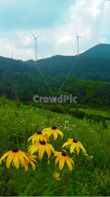 꽃,자연,생물,butterfly,green,식물,풀,여름,summer,plants,해바라기,녹색꽃