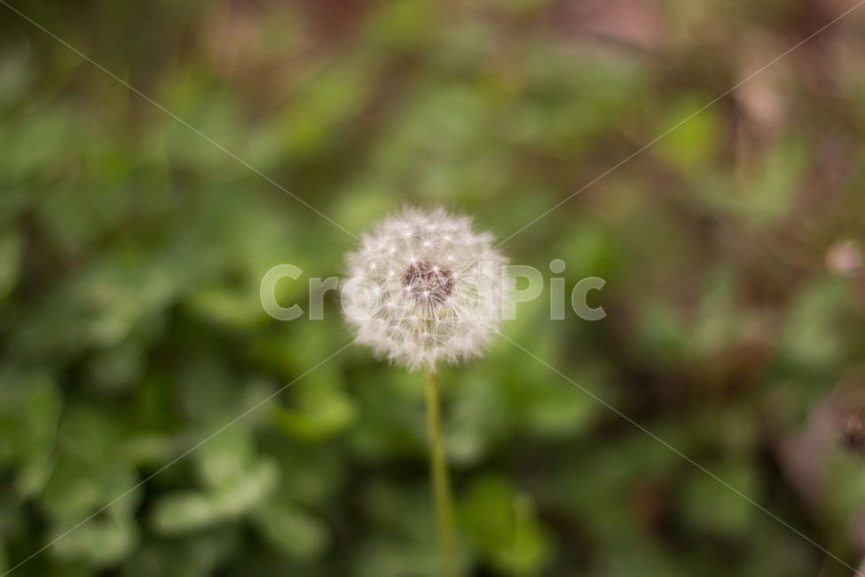 식물,꽃,민들레,아웃포커싱,자연,봄,식물,자연,plants,nature,꽃,flower