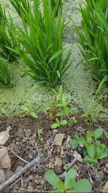 개구리,모내기,논,시골,녹색