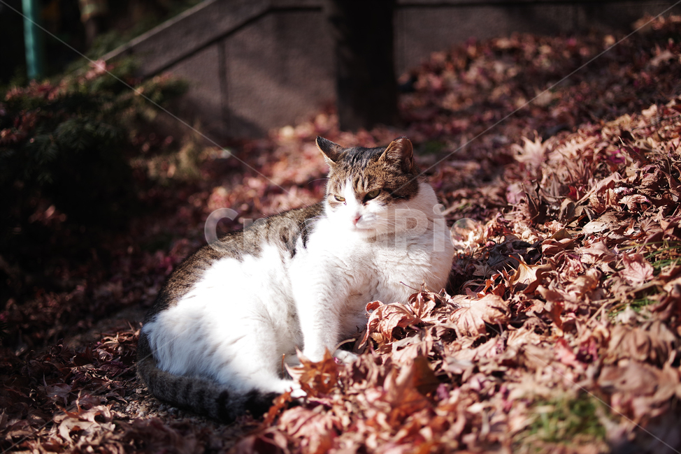 고양이,길고양이,길냥이,동물,야생동물,야생,자연,cat,kitty,kitten,pet,animal,gato,동물,animal,포유류,mammal,고양이,cat,kitten,kitty
