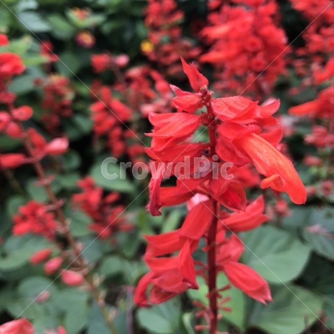깨꽃,사르비아,샐비아,샐비어,불꽃,서미초,셀비어,붉은살비아,사루비아,홍교두초,브라질꽃,꿀풀과,배암차즈기속,한해살이풀,Salvia,샐러드용,식용,밀원식물,꽃,붉은꽃,식물,Flower,식물,자연,plants,nature,꽃,flower