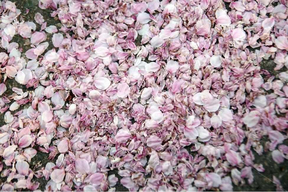 봄,여의도,벚꽃,꽃잎,여의도벚꽃,봄,계절,spring,season,식물,자연,plants,nature,꽃,flower,petal,plant,blossom