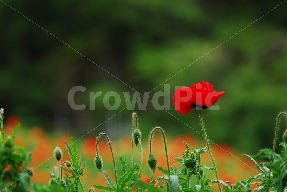 양귀비,꽃,붉은꽃,식물,자연,식물,자연,plants,nature,꽃,flower