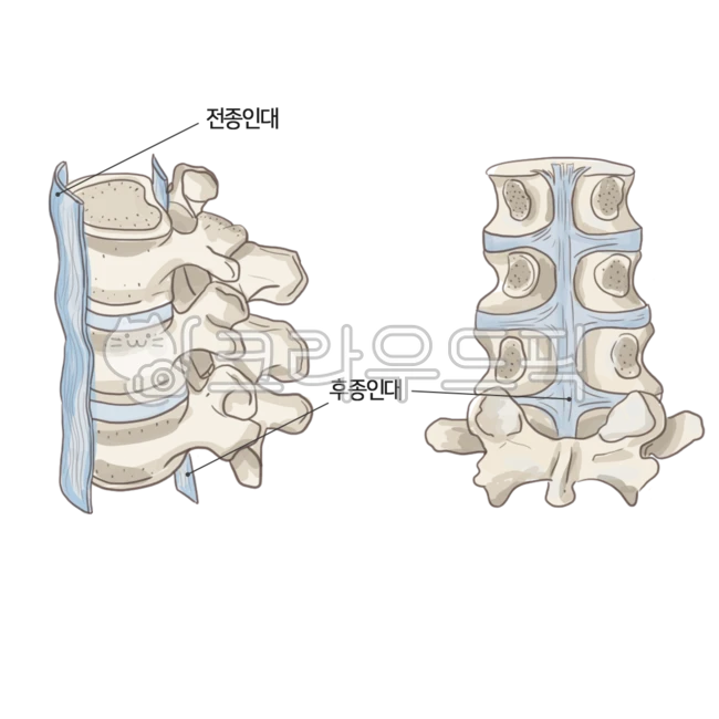 Posterior longitudinal ligament, body parts, spinal pain, part ...