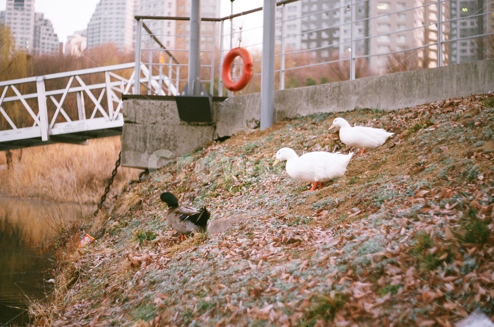 호수,오리,필름카메라,film,오리들,동물,animal,조류,새,birds