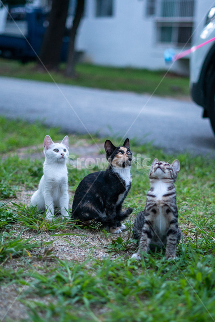 길고양이,고양이,길냥이,동물,아기고양이,새끼고양이,cat,pet,animal,코리안숏헤어,포유류,코숏,동물,animal,포유류,mammal,고양이,cat,kitten,kitty