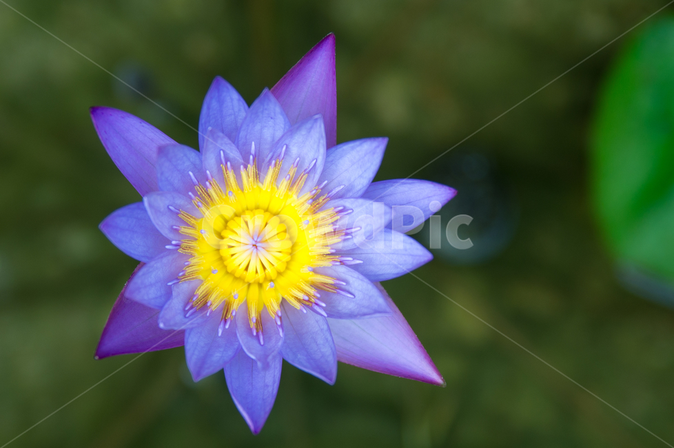꽃,들꽃,접사,보라,푸른,생기,깔끔,식물,자연,plants,nature,꽃,flower