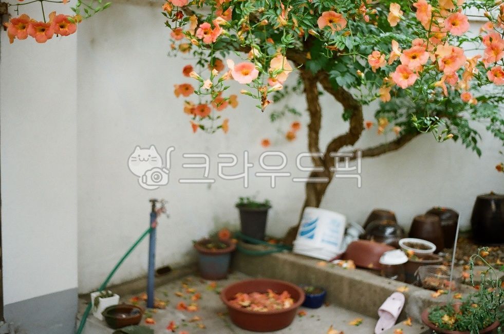 경북,경주시,경주,꽃,능소화,수돗가,여름