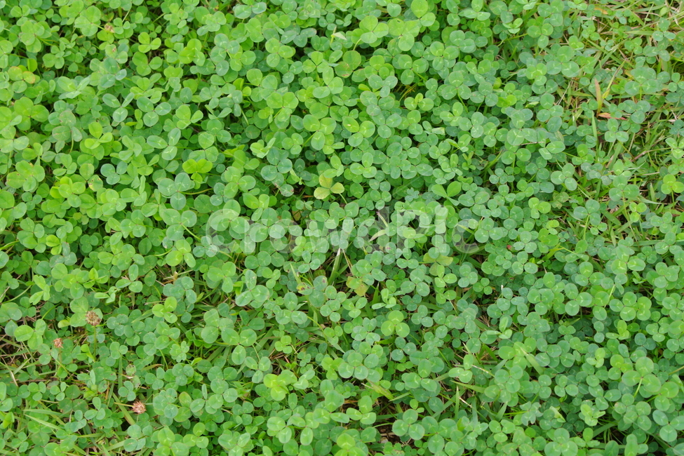 화분,식물,허브,허벌,토끼풀,클로버,식물,자연,plants,nature