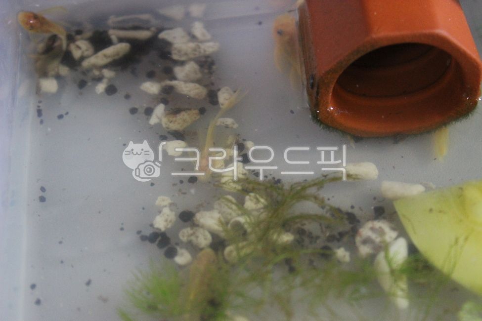 수족관,안시롱핀,안시숏핀,구피,구피유어,수초,물생활,열대어,물고기,안시숏핀유어,안시롱핀유어