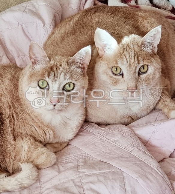 고양이,cat,크림치즈태비,creamcheesetabby,냐옹이,코숏,코리안숏헤어,koreanshorthair,애완동물,pet,애완묘,집고양이,동물,animal,포유류,mammal