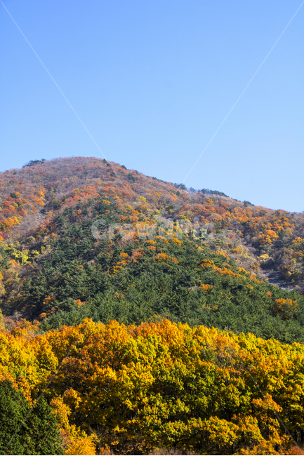 단풍,가을,단풍나무,자연,식물,배경,백그라운드,가을,계절,fall,autumn,season,자연,풍경,nature,landscape,outdoors,옥외,hill,언덕