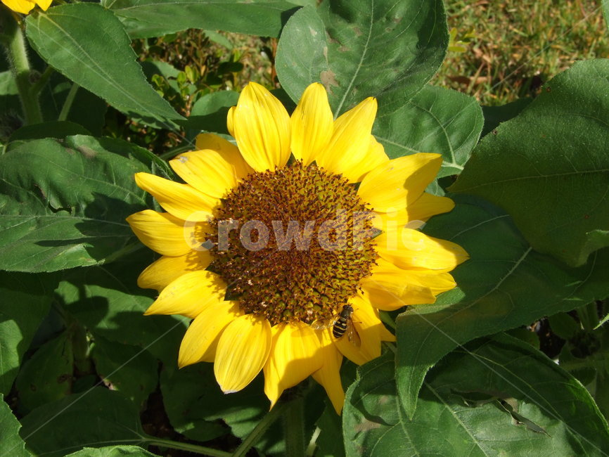 꽃,식물,꽃잎,flower,해바라기,식물,자연,plants,nature,꽃,flower
