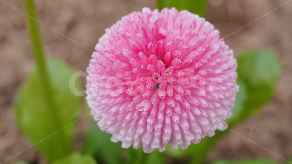 꽃,봄,flower,접사,분홍색,자연,식물,자연,plants,nature,꽃,flower