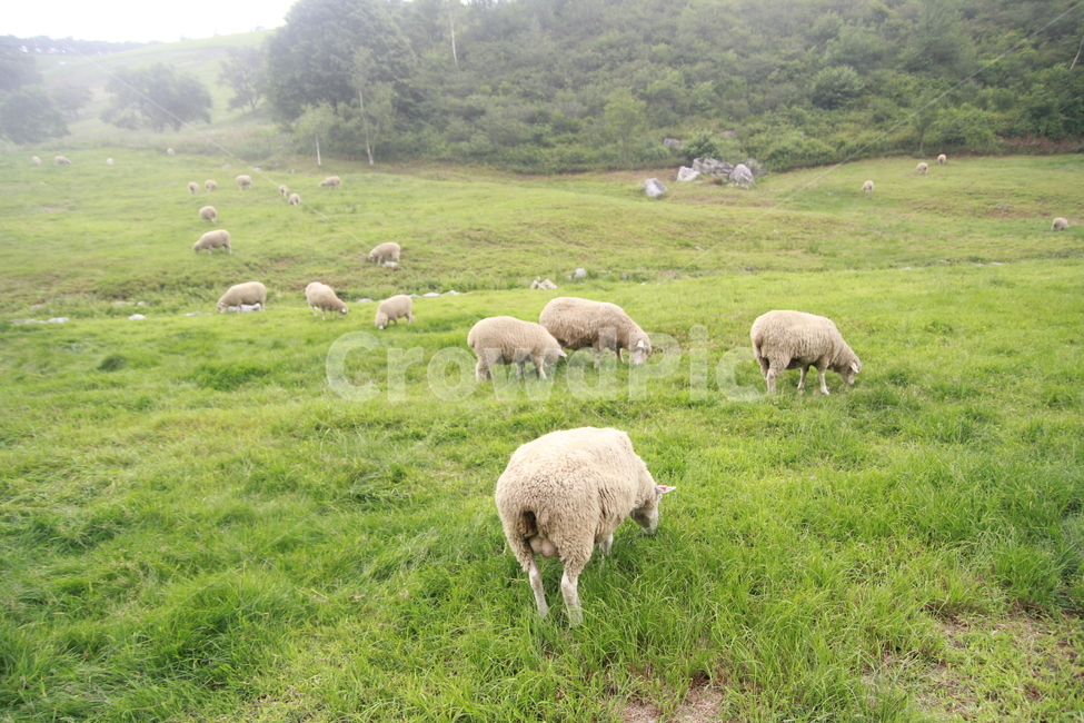 양떼목장,목장,양,동물,초원,자연,동물,animal,포유류,mammal,산업,industry,industrial,목축업,목장,livestock farming,ranching,pasture