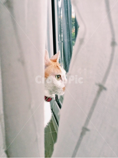 고양이,동물,애완동물,감성,애완묘